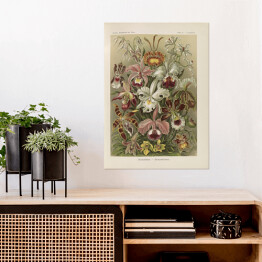 Plakat samoprzylepny Bukiet kwiatów vintage Ernst Haeckel Reprodukcja obrazu 