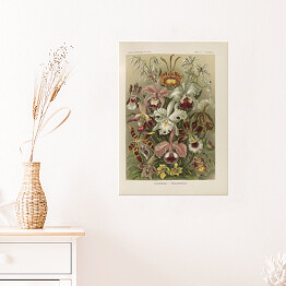 Plakat Bukiet kwiatów vintage Ernst Haeckel Reprodukcja obrazu 