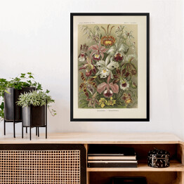 Obraz w ramie Bukiet kwiatów vintage Ernst Haeckel Reprodukcja obrazu 