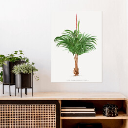 Plakat Rozłożyste liście palmy w stylu vintage reprodukcja