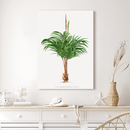 Obraz na płótnie Rozłożyste liście palmy w stylu vintage reprodukcja