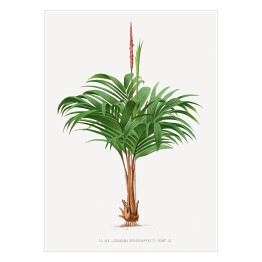 Plakat samoprzylepny Rozłożyste liście palmy w stylu vintage reprodukcja
