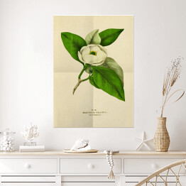 Plakat samoprzylepny Magnolia sina - stare ryciny