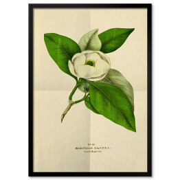 Plakat w ramie Magnolia sina - stare ryciny