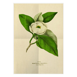 Plakat Magnolia sina - stare ryciny