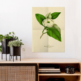 Plakat samoprzylepny Magnolia sina - stare ryciny