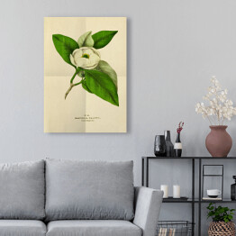 Obraz klasyczny Magnolia sina - stare ryciny