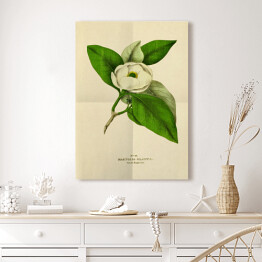 Obraz klasyczny Magnolia sina - stare ryciny