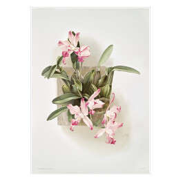 Plakat F. Sander Orchidea no 39. Reprodukcja