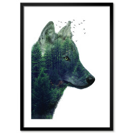 Plakat w ramie Podwójna ekspozycja- wilk i las