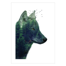 Plakat Podwójna ekspozycja- wilk i las