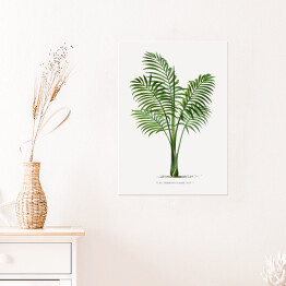 Plakat samoprzylepny Rośliny tropikalne vintage reprodukcja