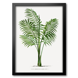 Obraz w ramie Rośliny tropikalne vintage reprodukcja