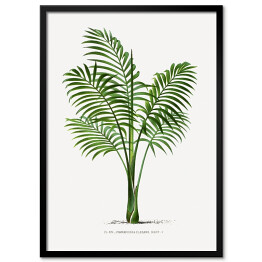 Plakat w ramie Rośliny tropikalne vintage reprodukcja