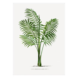 Plakat samoprzylepny Rośliny tropikalne vintage reprodukcja