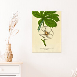 Plakat samoprzylepny Stopkowiec tarczowaty - ryciny botaniczne