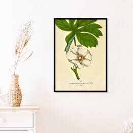 Plakat w ramie Stopkowiec tarczowaty - ryciny botaniczne