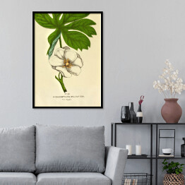Plakat w ramie Stopkowiec tarczowaty - ryciny botaniczne