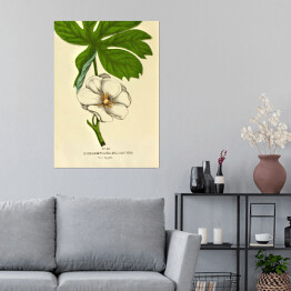 Plakat samoprzylepny Stopkowiec tarczowaty - ryciny botaniczne