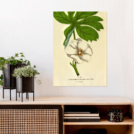 Plakat Stopkowiec tarczowaty - ryciny botaniczne
