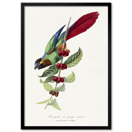 Obraz klasyczny Papuga. Paul Gervais. Reprodukcja