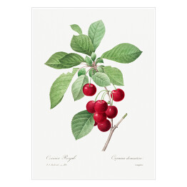Plakat Pierre Joseph Redouté "Czerwone wiśnie" - reprodukcja