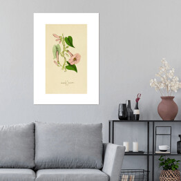 Plakat samoprzylepny Wilec przeczyszczający - roślinność na rycinach