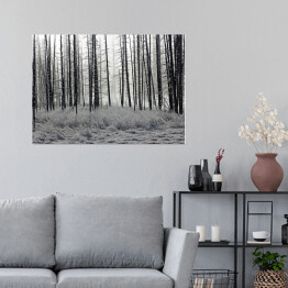 Plakat samoprzylepny Las we mgle czarno biały
