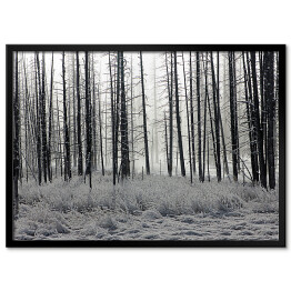 Obraz klasyczny Las we mgle czarno biały