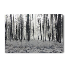 Obraz na płótnie Las we mgle czarno biały