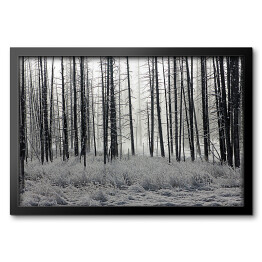 Obraz w ramie Las we mgle czarno biały