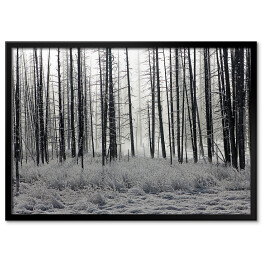 Plakat w ramie Las we mgle czarno biały