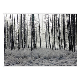 Plakat Las we mgle czarno biały