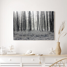Obraz klasyczny Las we mgle czarno biały