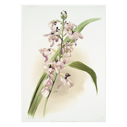 Plakat samoprzylepny F. Sander Orchidea no 43. Reprodukcja