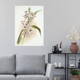 Plakat samoprzylepny F. Sander Orchidea no 43. Reprodukcja