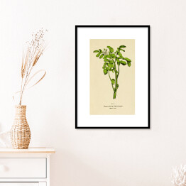 Plakat w ramie Rukiew wodna - roślinność na rycinach
