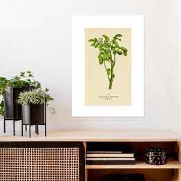 Plakat samoprzylepny Rukiew wodna - roślinność na rycinach