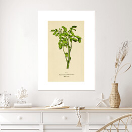 Plakat Rukiew wodna - roślinność na rycinach