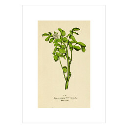 Plakat Rukiew wodna - roślinność na rycinach