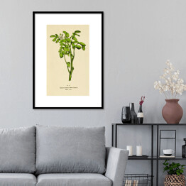 Plakat w ramie Rukiew wodna - roślinność na rycinach