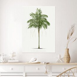 Plakat Roślinność palma w stylu vintage reprodukcja