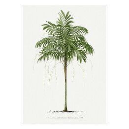 Plakat samoprzylepny Roślinność palma w stylu vintage reprodukcja