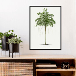 Plakat w ramie Roślinność palma w stylu vintage reprodukcja
