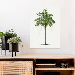 Plakat samoprzylepny Roślinność palma w stylu vintage reprodukcja