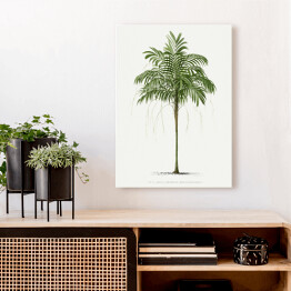Obraz na płótnie Roślinność palma w stylu vintage reprodukcja