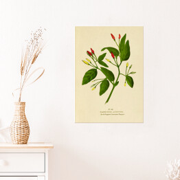 Plakat Papryka roczna - ryciny botaniczne