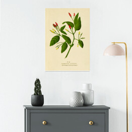 Plakat samoprzylepny Papryka roczna - ryciny botaniczne