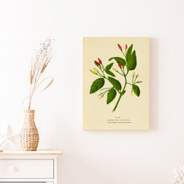 Obraz klasyczny Papryka roczna - ryciny botaniczne