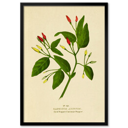 Plakat w ramie Papryka roczna - ryciny botaniczne